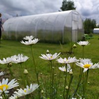 купить теплицу 3 на 8 в Ульяновске